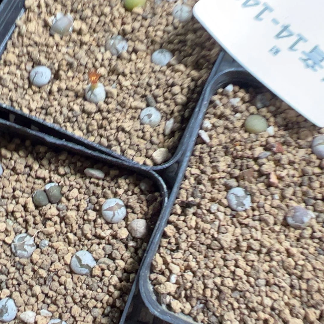 14-149量拍毛球一颗。多肉