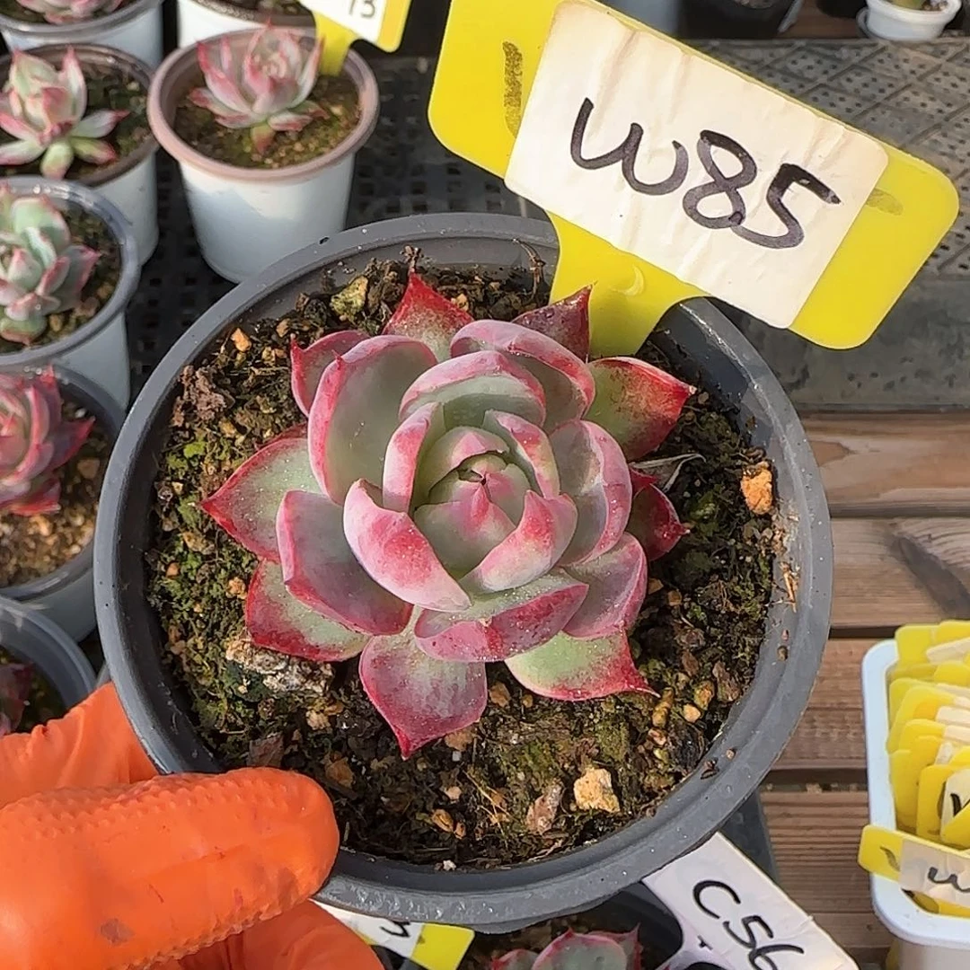 熊***毛W85惊鸿单头多肉