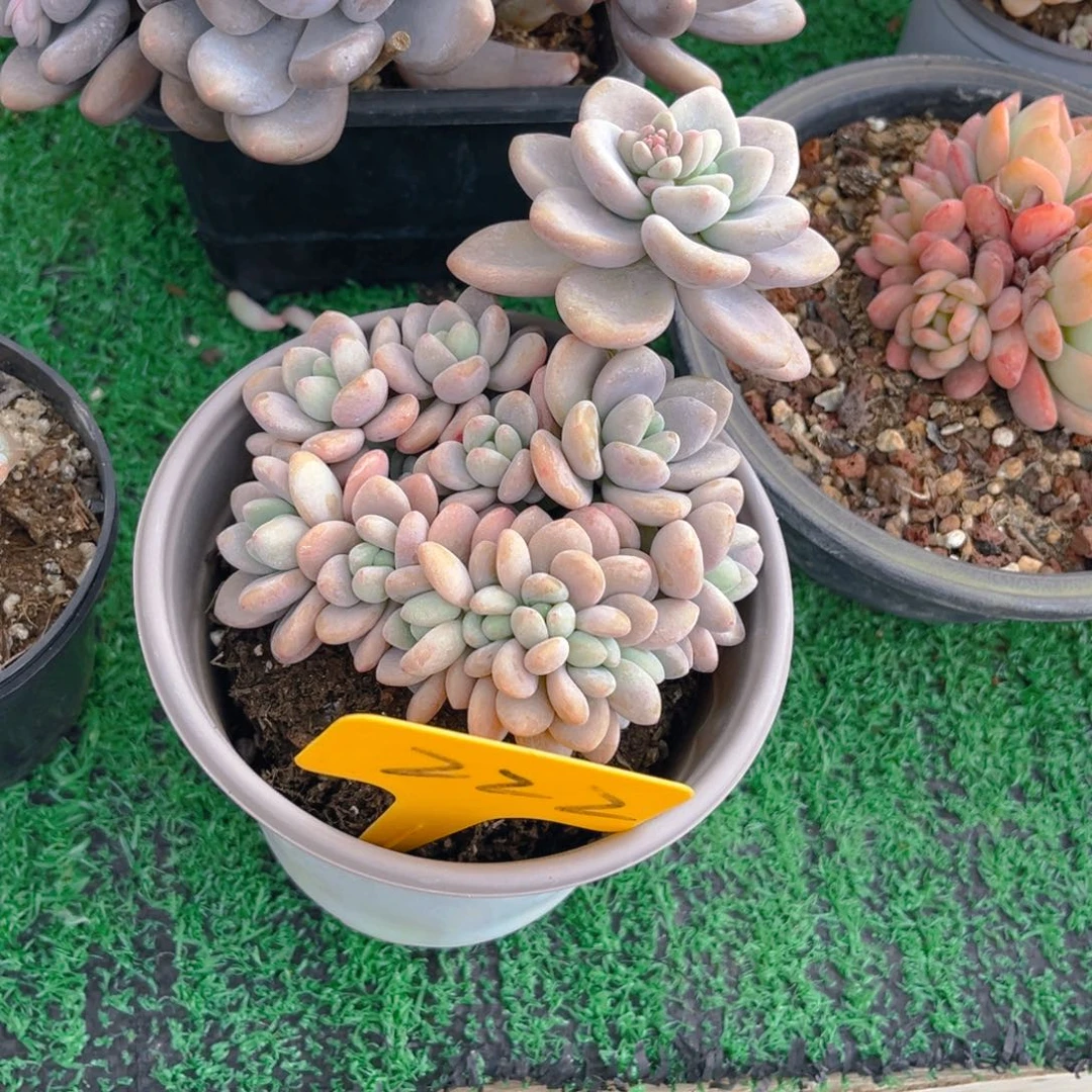 女*222fghjjjjjjkjjj