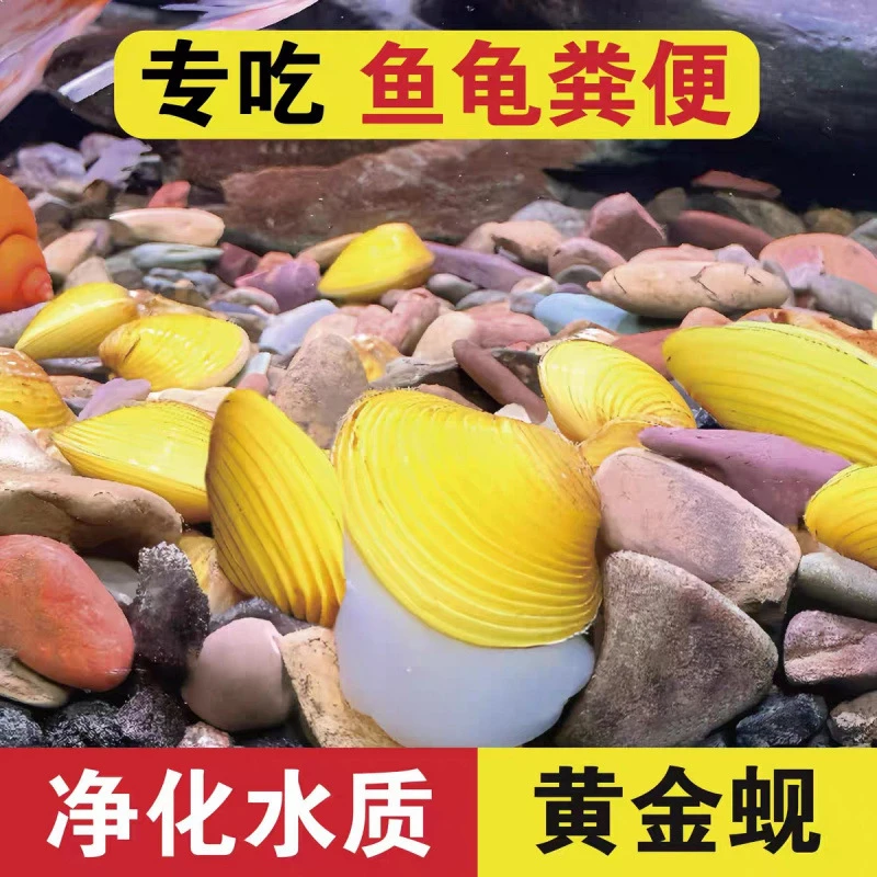 黄金小河蚬专吃鱼屎粪便净水活体淡水除藻观赏螺鱼缸净化水质