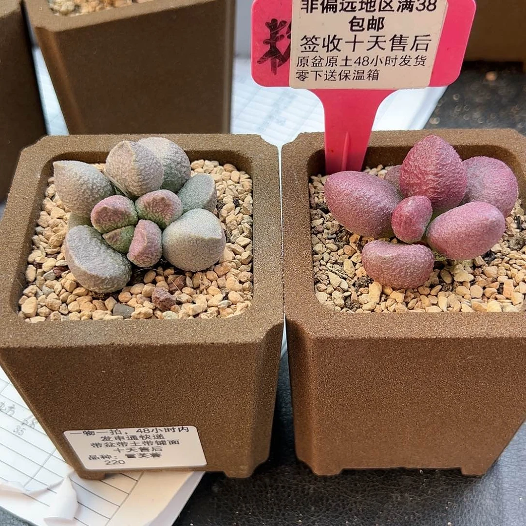 幸***291雪芙蓉水镜多肉