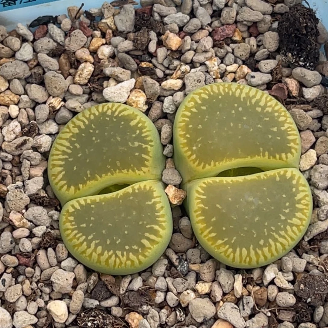 7951双头绿光阳一颗