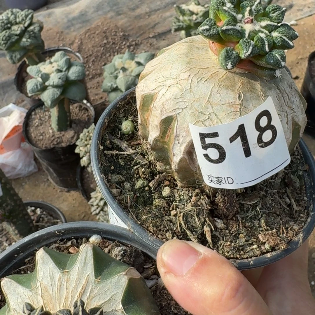 【闪购商品】两颗苗接黑牡丹518