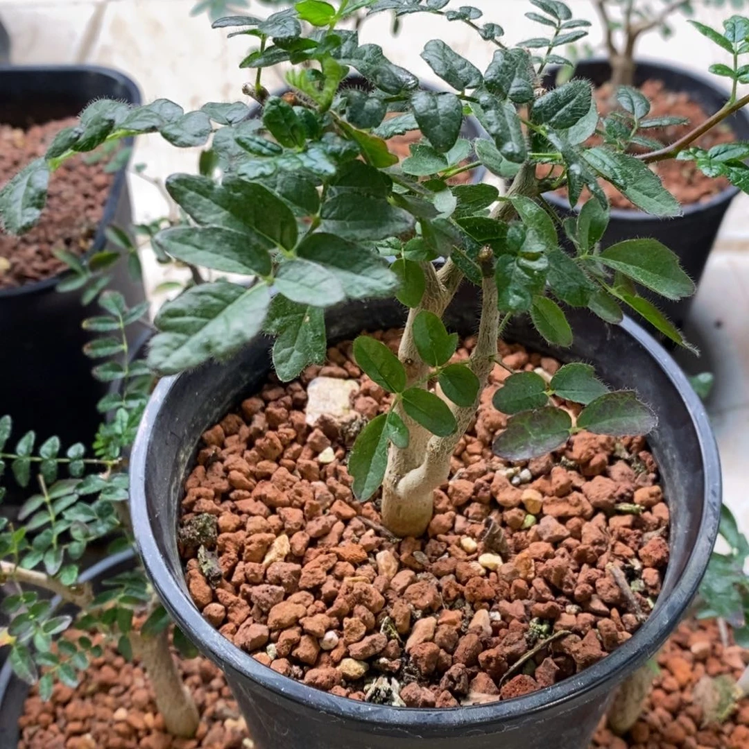 滔天橄榄实生带盆