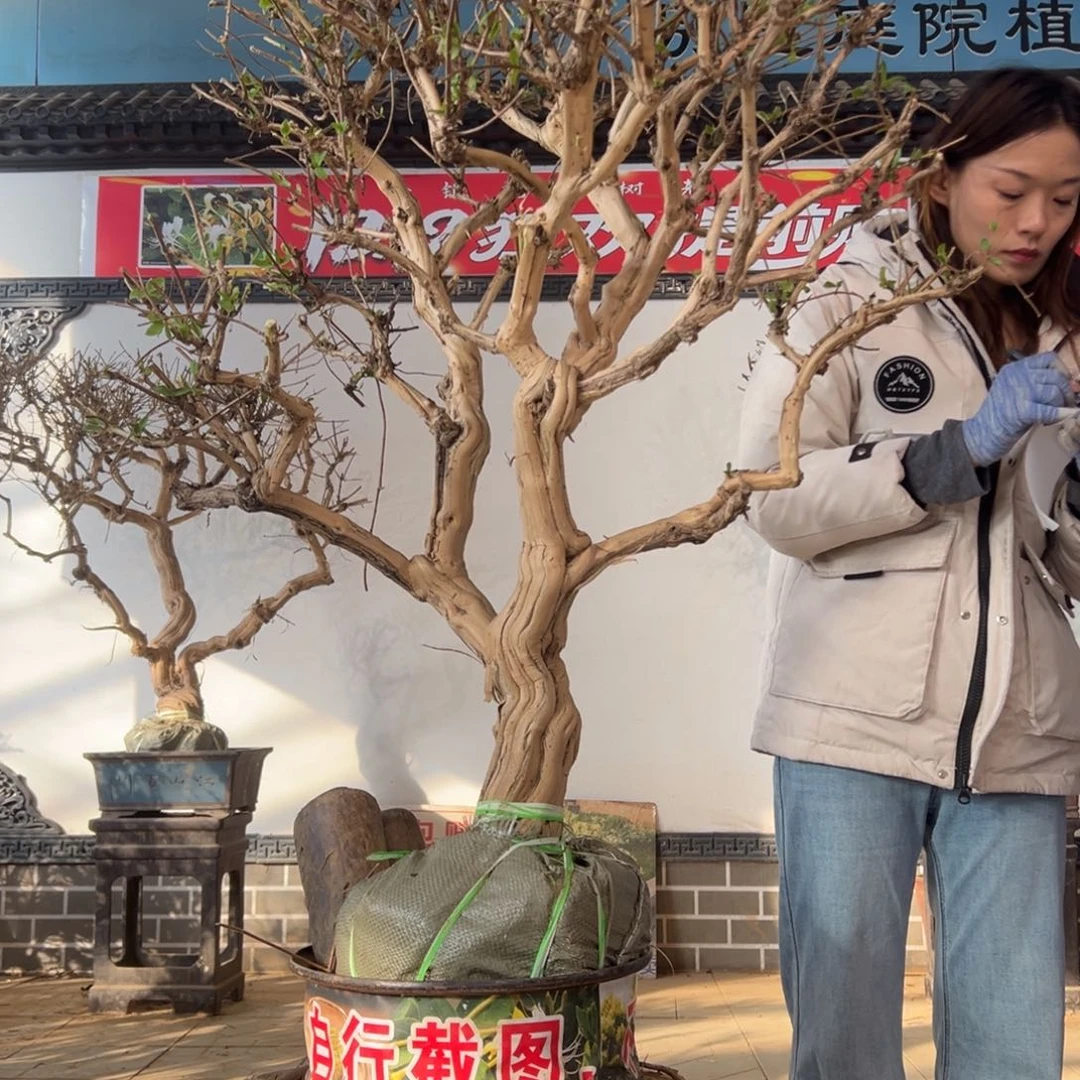 无花朵金银花888888888888888