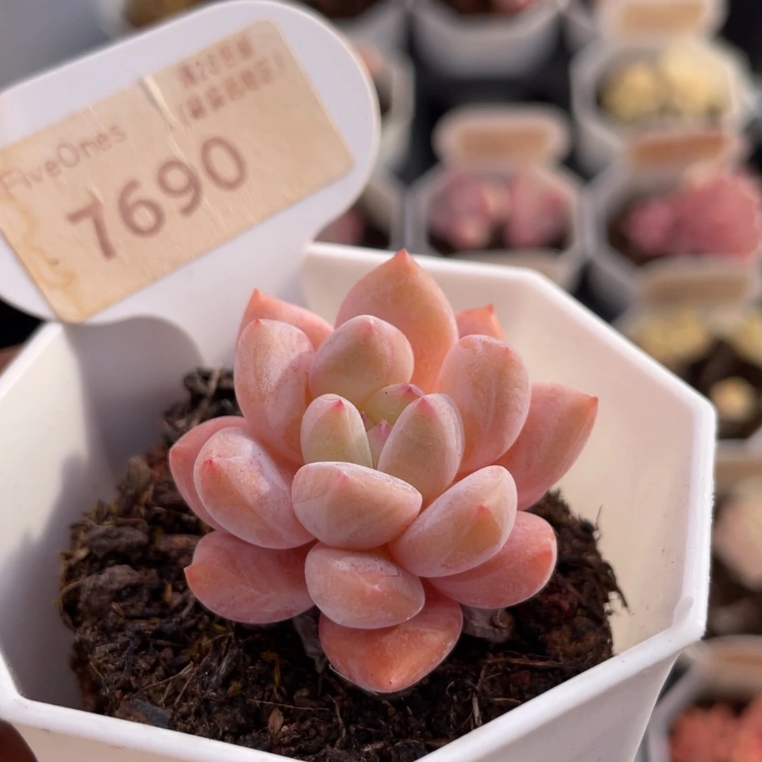 Op冰玉7690-4.0厘米