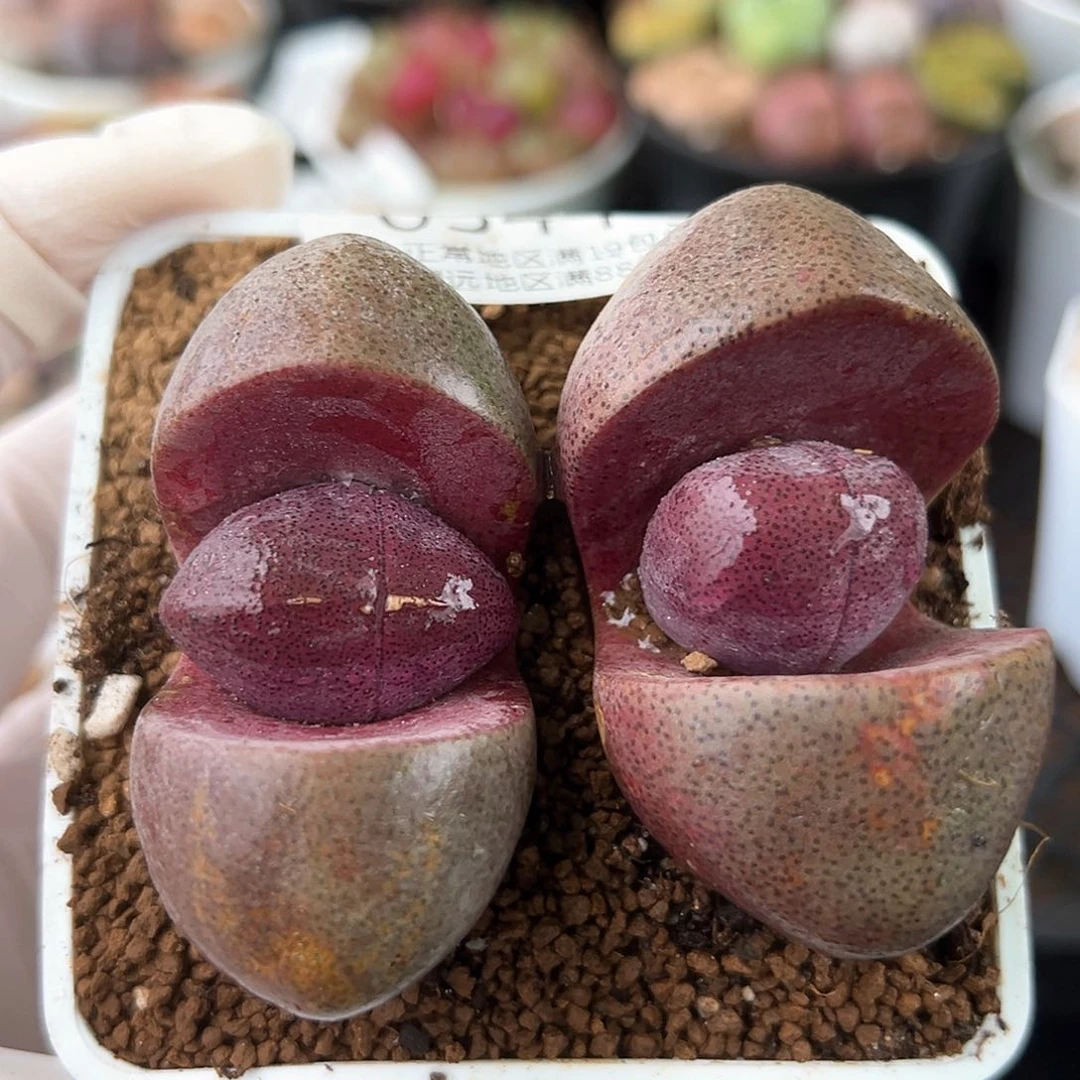 好养易活生石花大母本0341