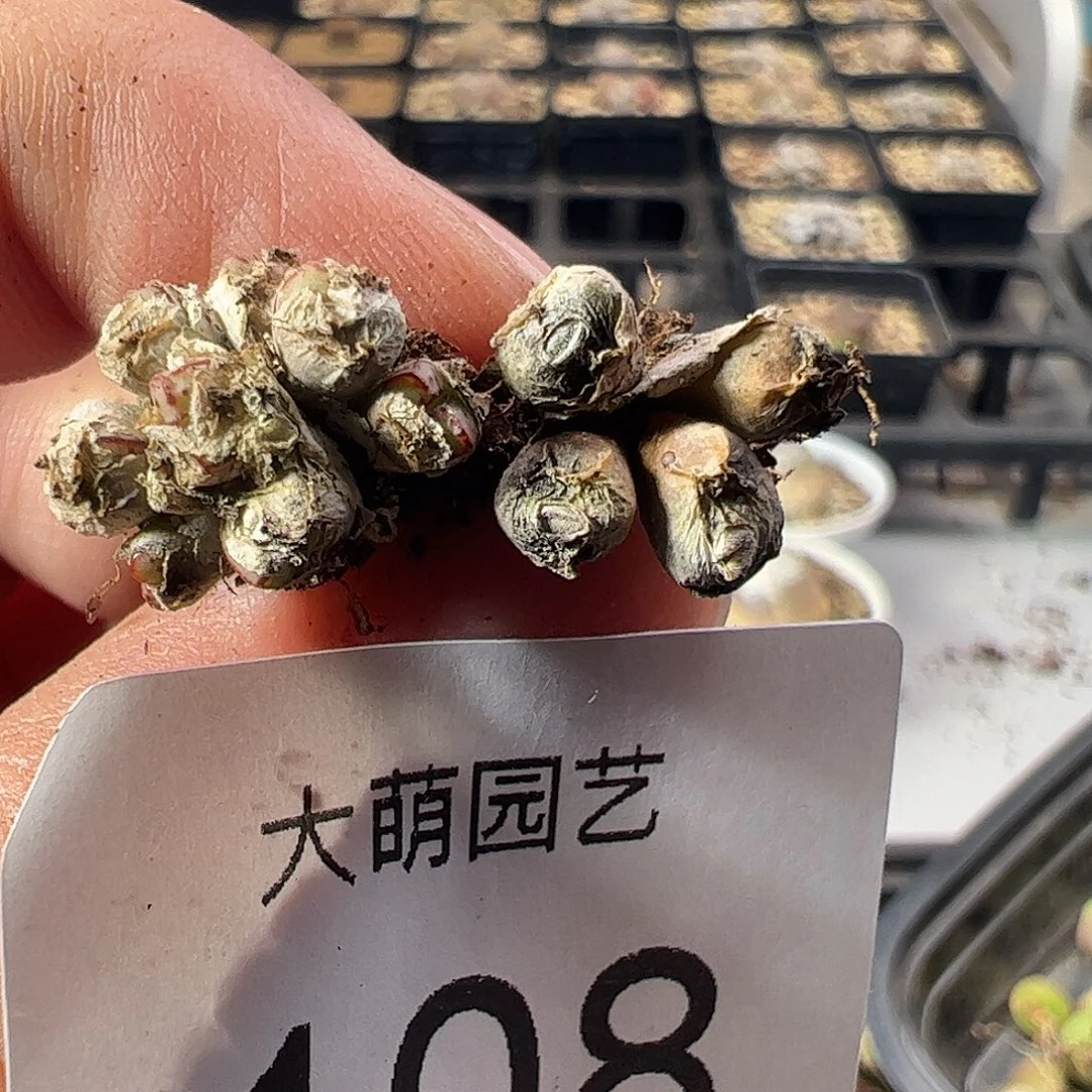 一物一拍。   小T。108