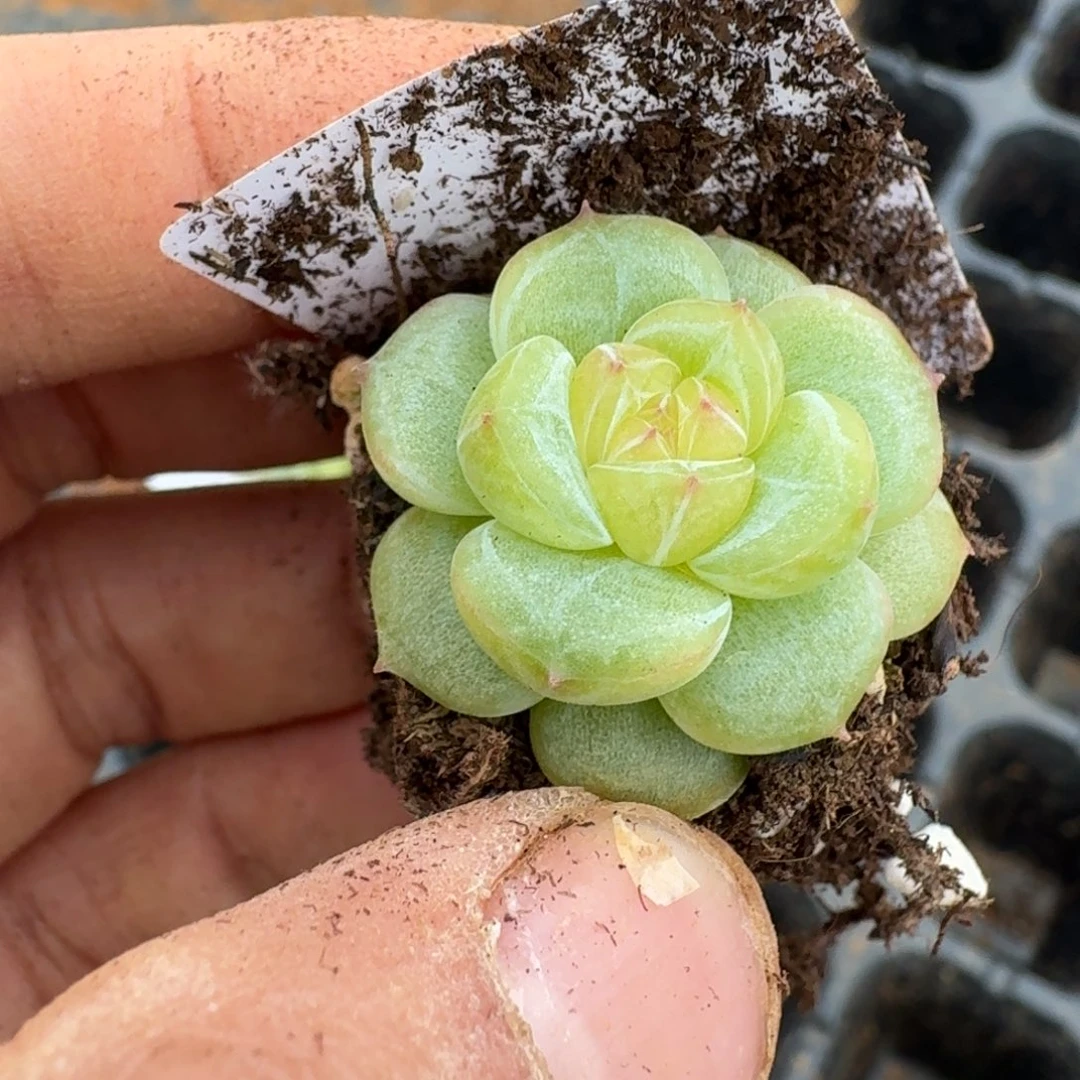 多肉杂交一物一拍31-51