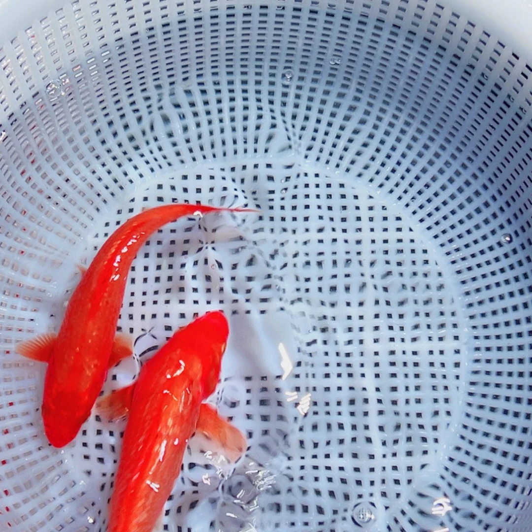 锦鲤锦鲤观赏鱼6666