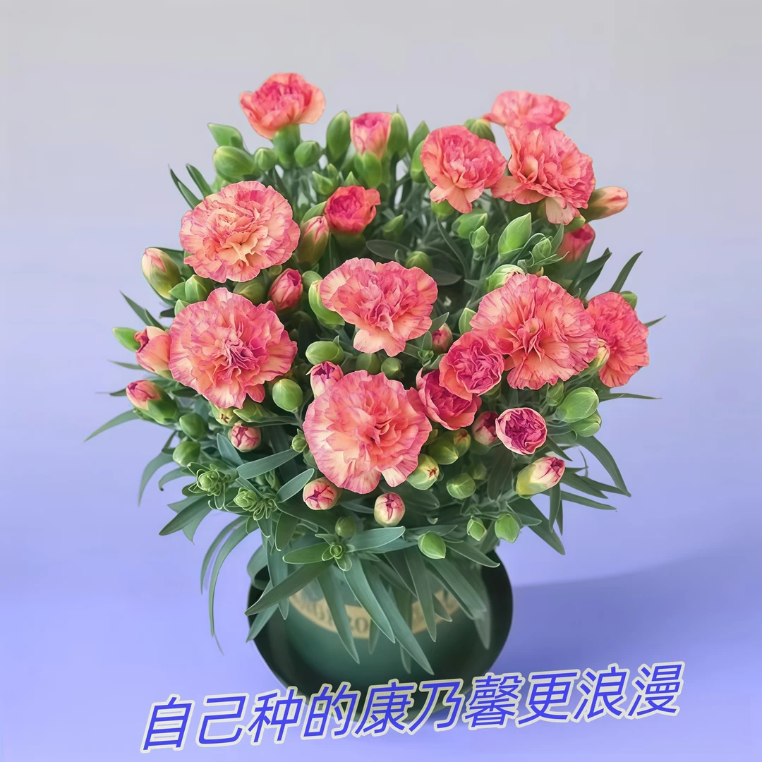 【四季开花】新品浓香康乃馨种球大花重瓣盆栽花卉绿植耐寒耐热好养