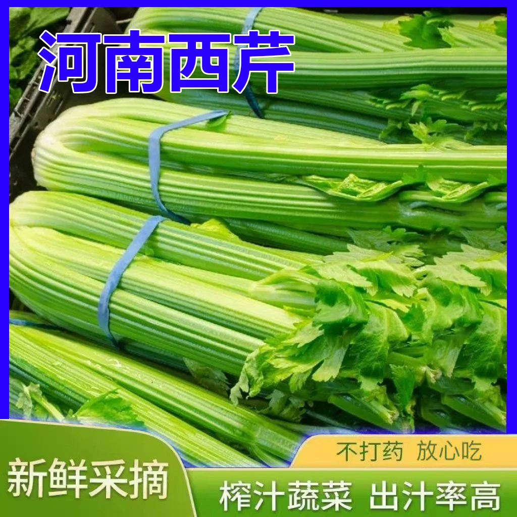 【河南直发】河南西芹正宗水果西芹生吃安尼榨汁现割农家芹菜自然