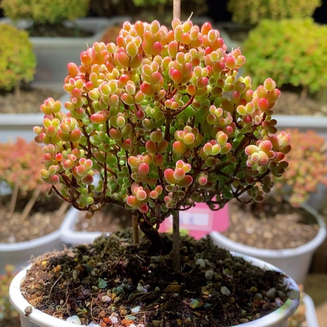 婷*金桔糖球枝干番杏572