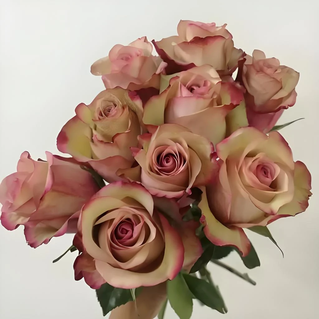 红酒月季花苗开花玫瑰小苗四季盆栽花卉爬藤植物树苗绿植