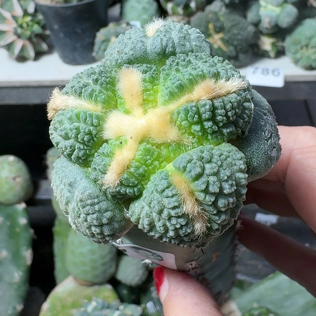 大量花朵（建议范围：8朵-15朵 或40%以上）大尤连山牡丹289