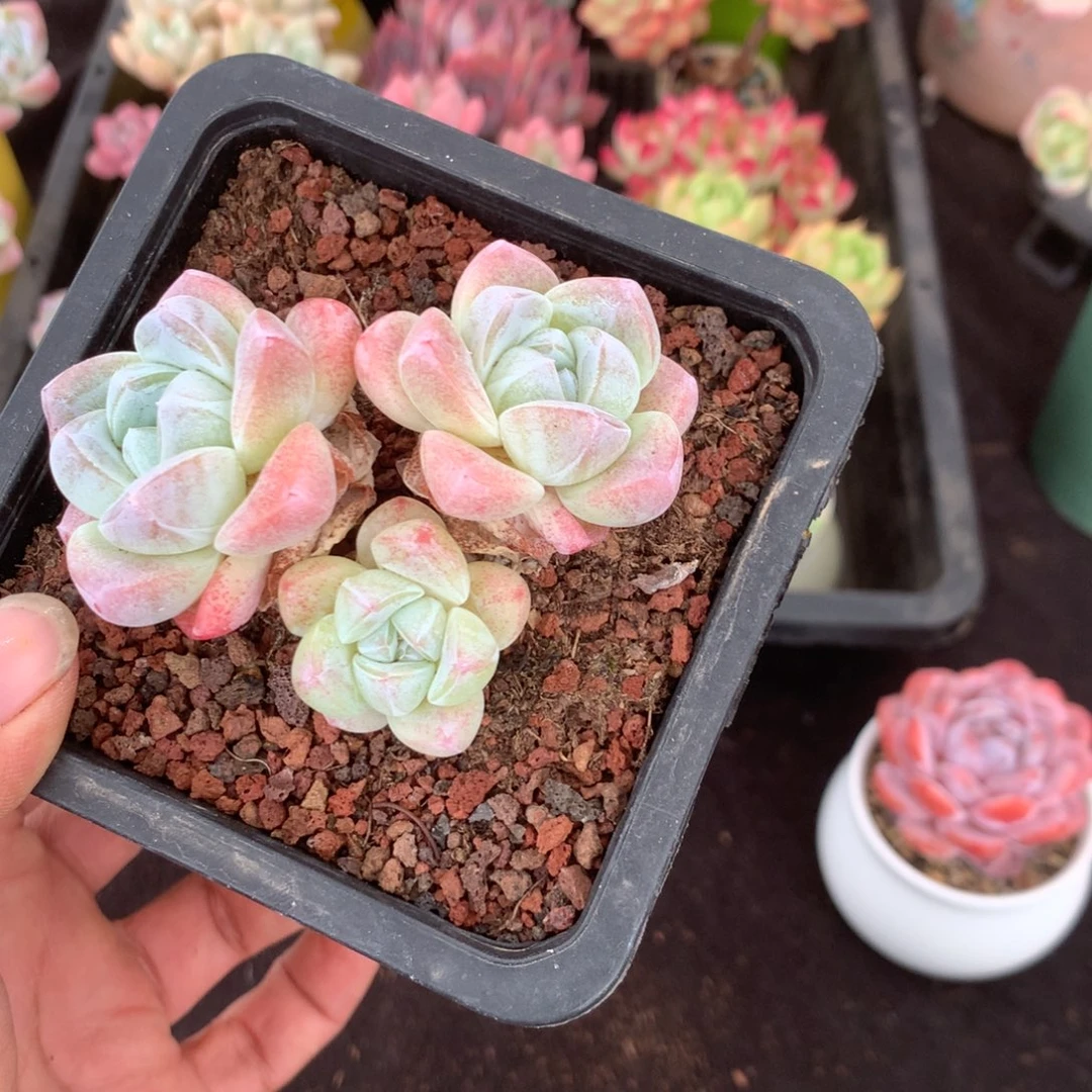 那时候是个啥东西不敢