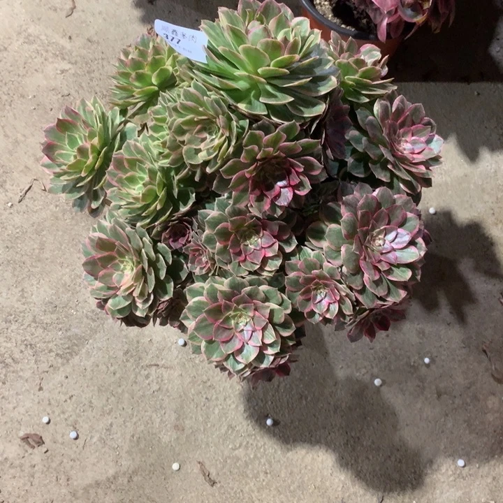 阿*桃377莲花座多肉植物