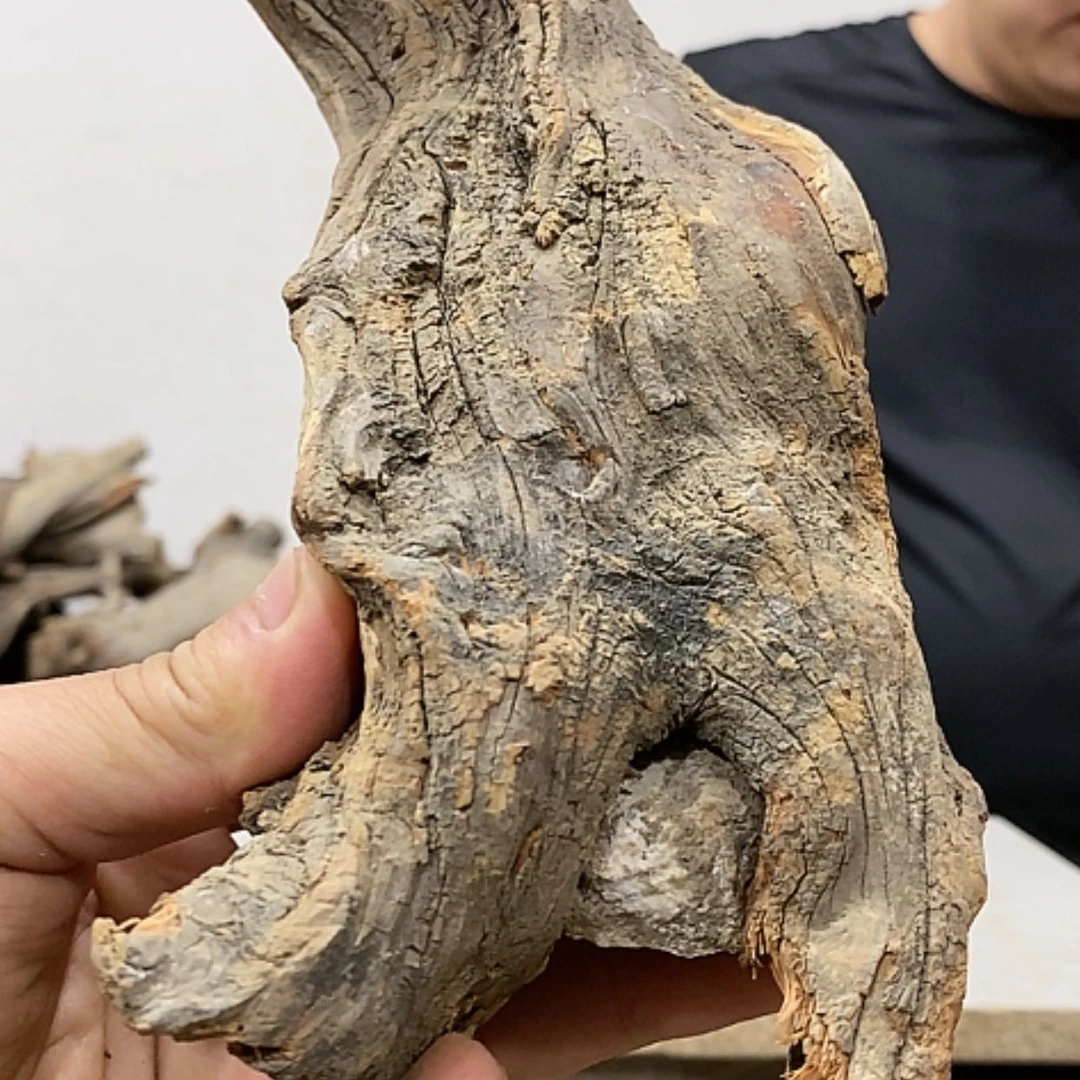 【闪购商品】柏木奇*我们都是好孩子