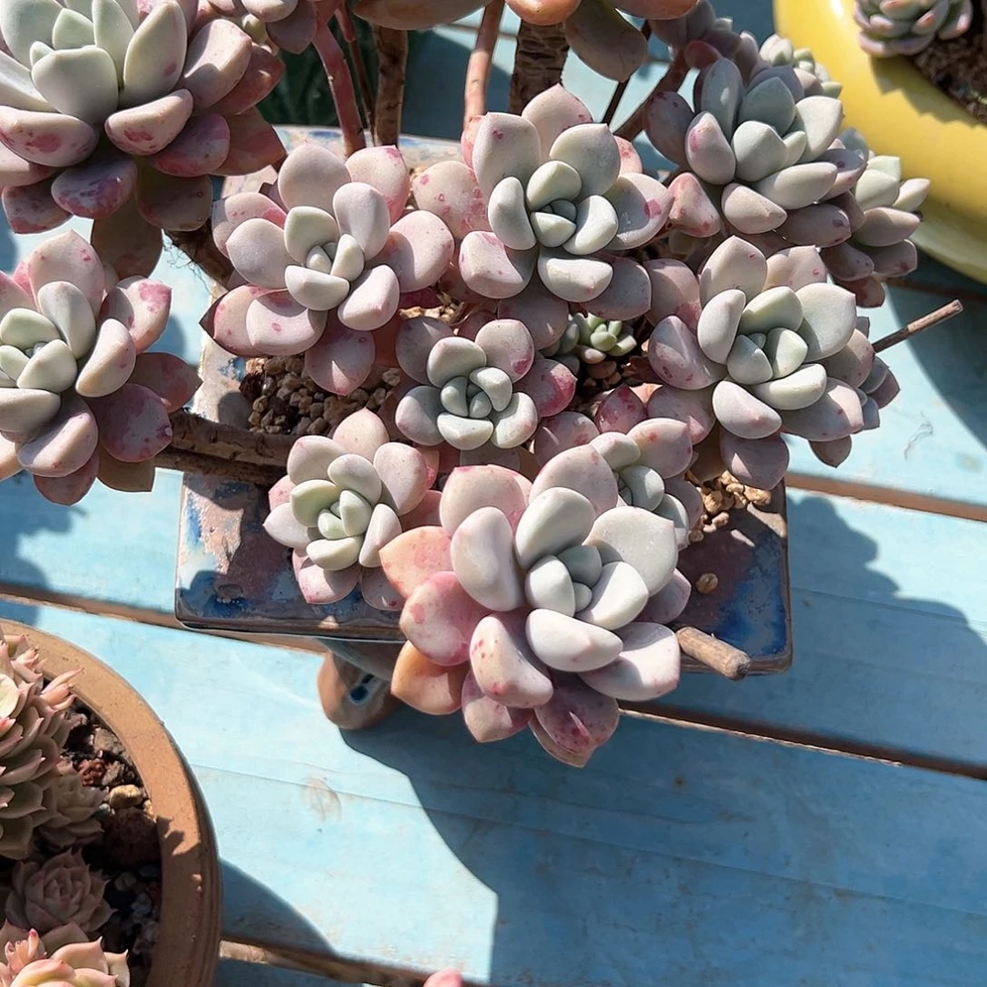 以*花斑鹿多肉植物脱土