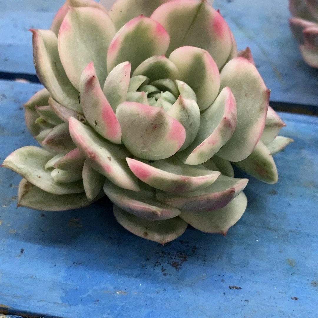 190群生韩水晶粉水晶锦