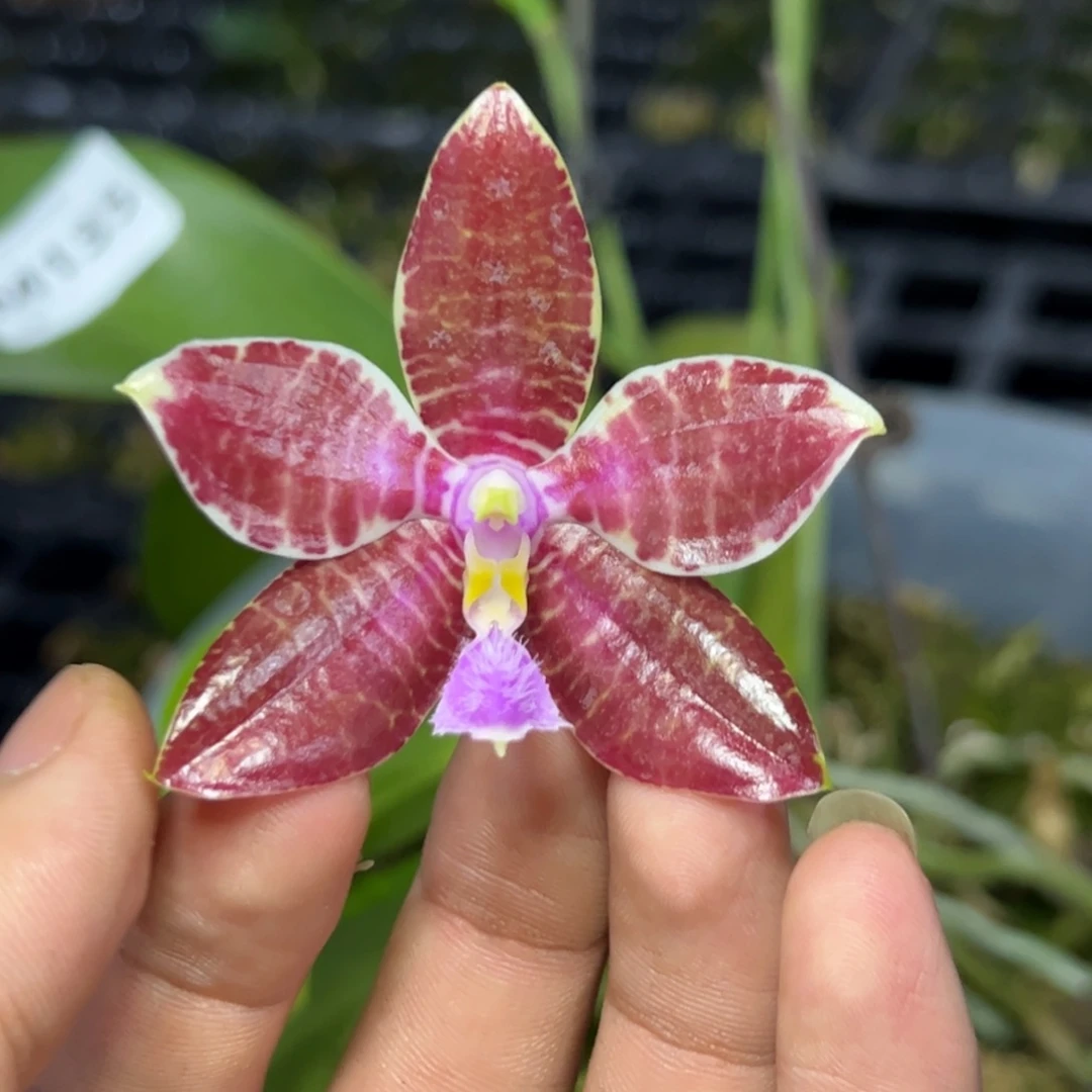 完全开放l085十寸路德