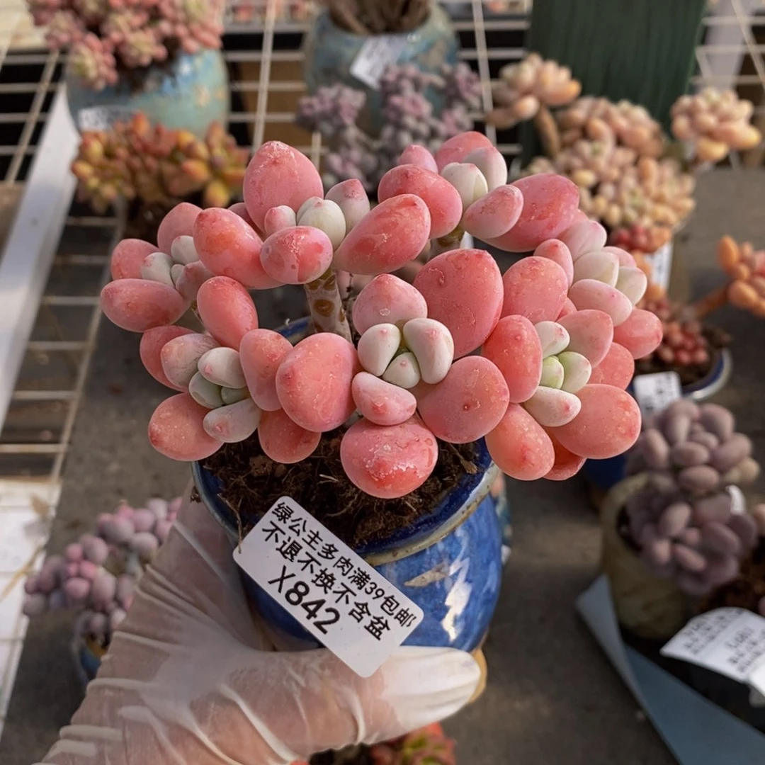 w***n樱花洛神842/10c m