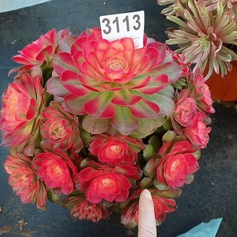 红陶3113荔枝冠25左右