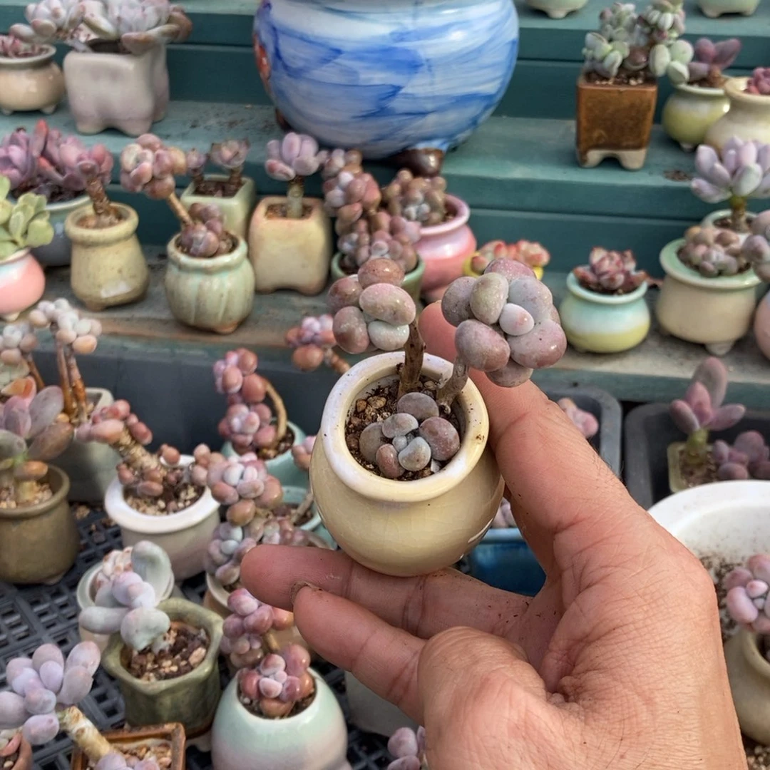 壹***易腰子桃蛋1颗带盆发货