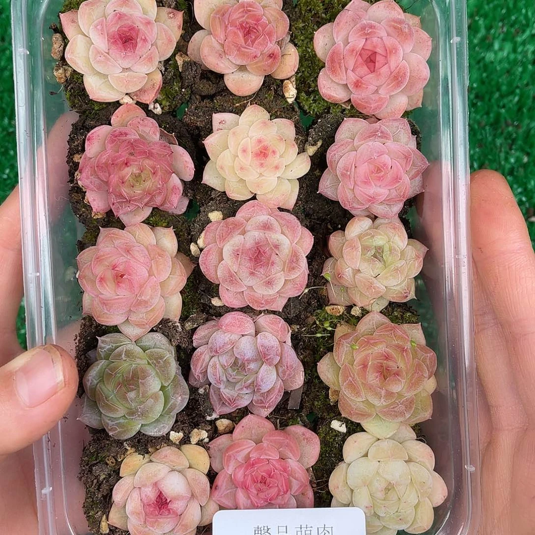 多肉一物一拍30-24