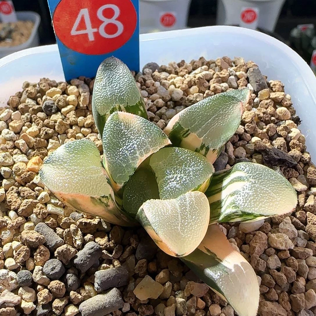 48号丸叶克锦一物一拍带盆土