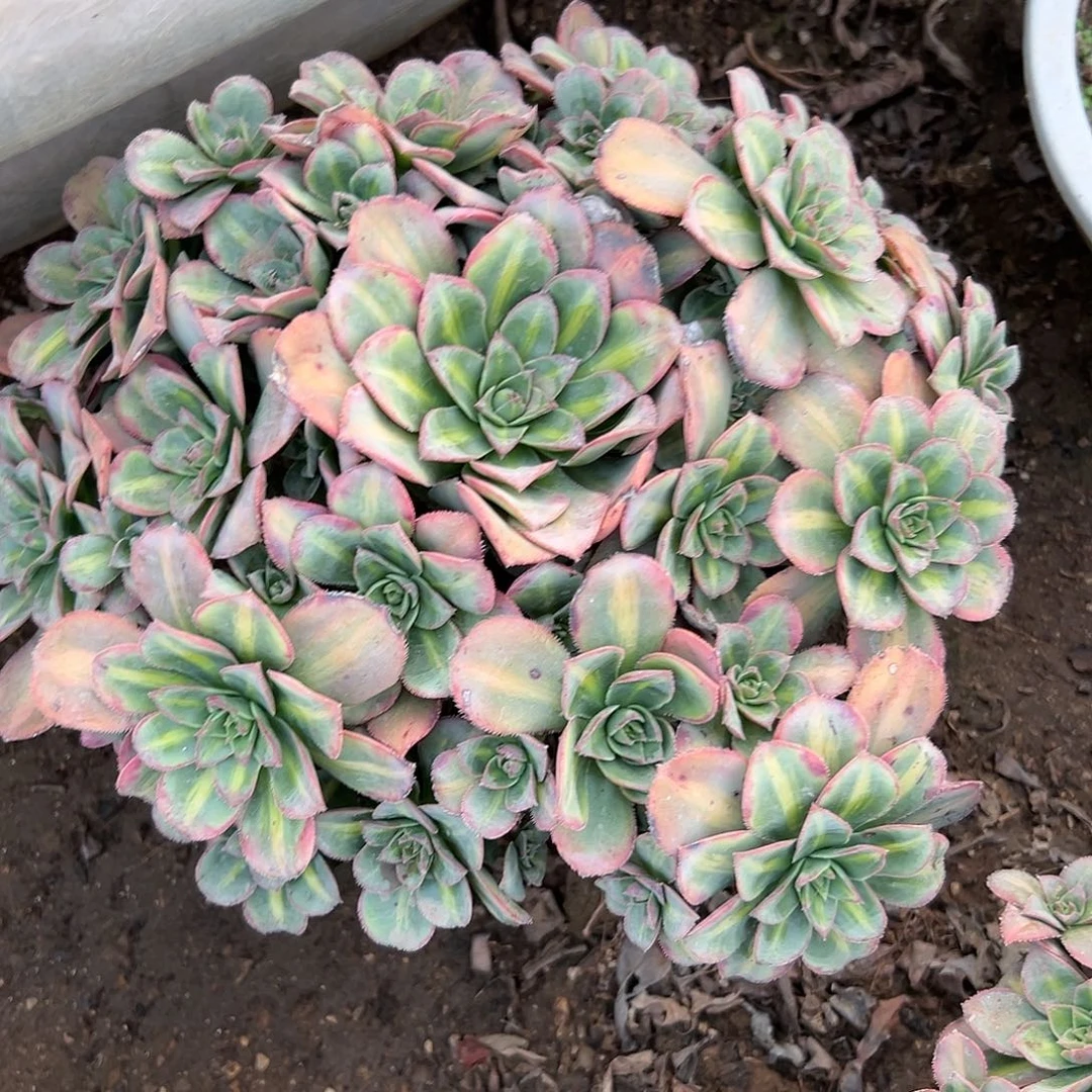 多肉植物星爆中班