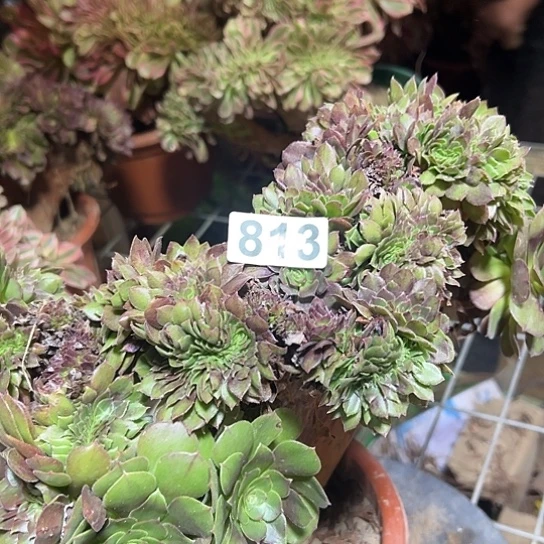 如***意多肉植物一个万追813