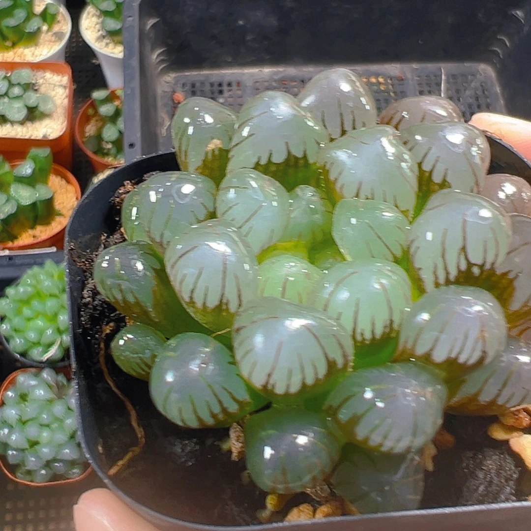 紫姬玉露多肉多肉一颗