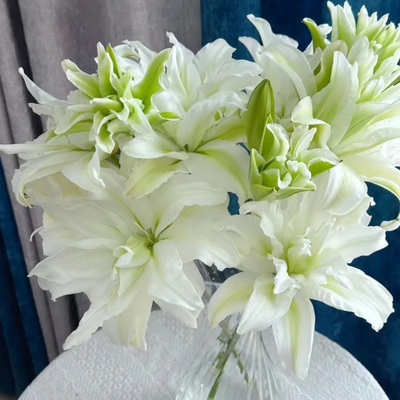 鲜花【艾莎重瓣百合】同地址两单以上顺丰包邮送货上门