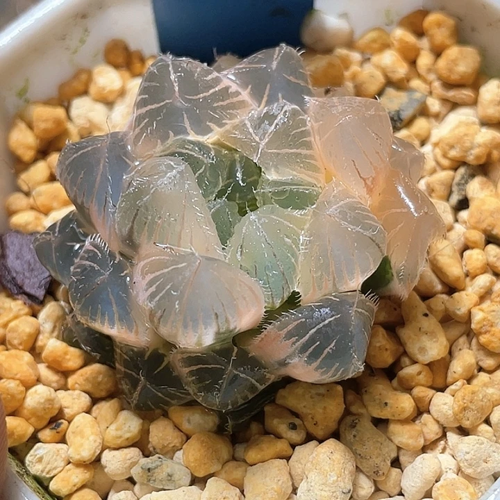 761糊斑白赤线锦福利一物