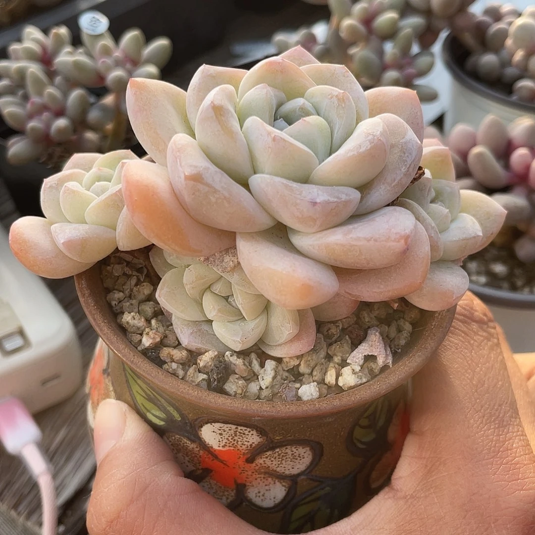 冰玉群生5头多肉植物不带盆