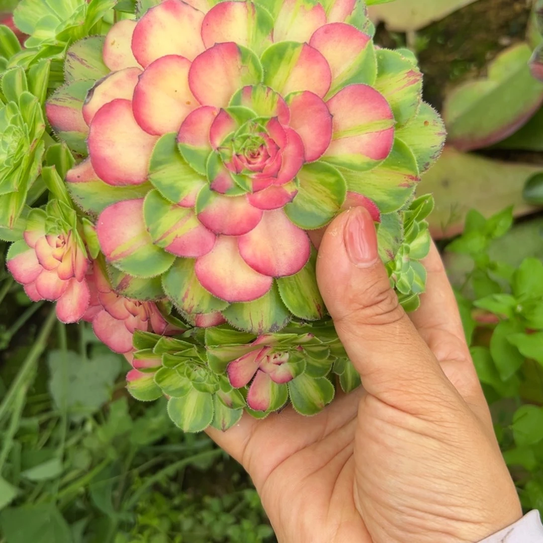 2040知否多肉植物系
