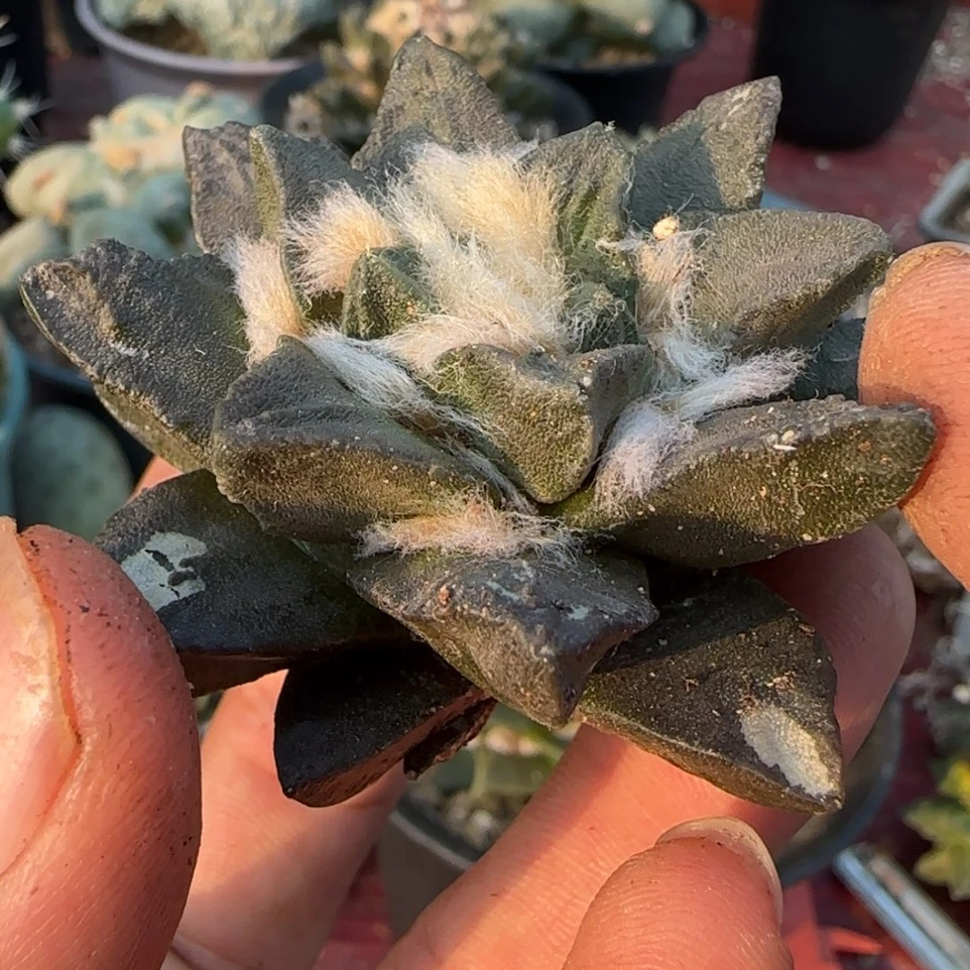 无花朵超大尤龙角281