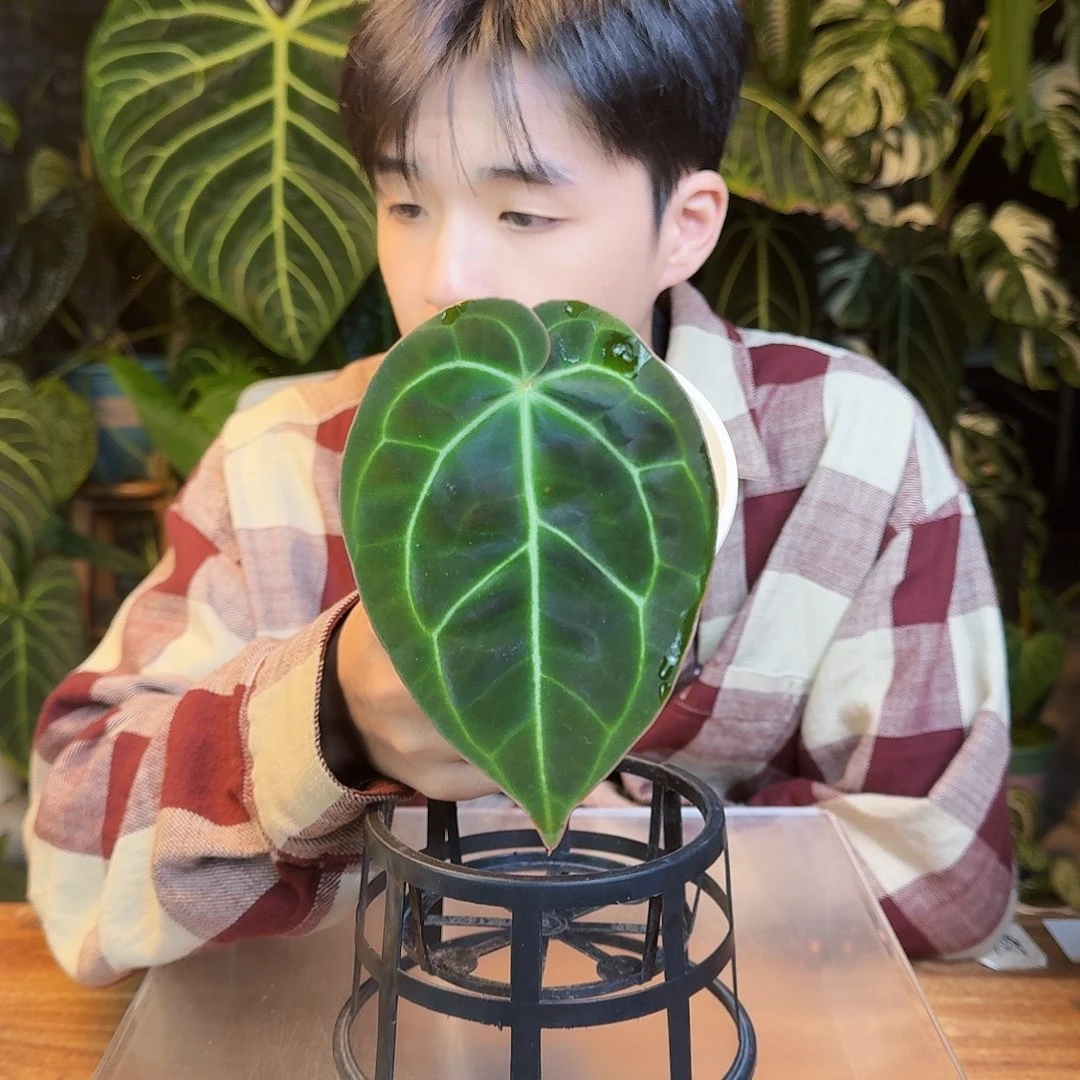 完全开放J39大风车黑贝斯杂