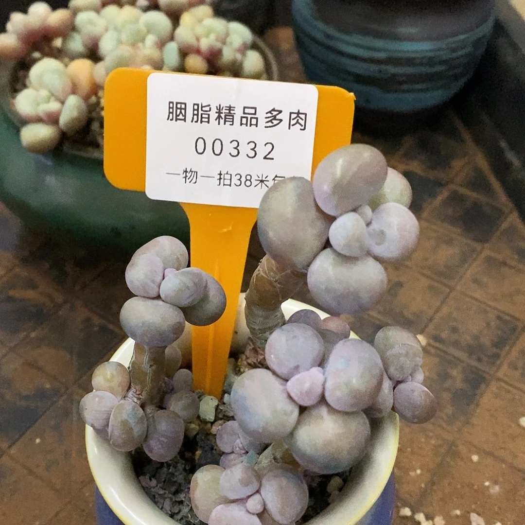 00332啊啊木架咯图咯