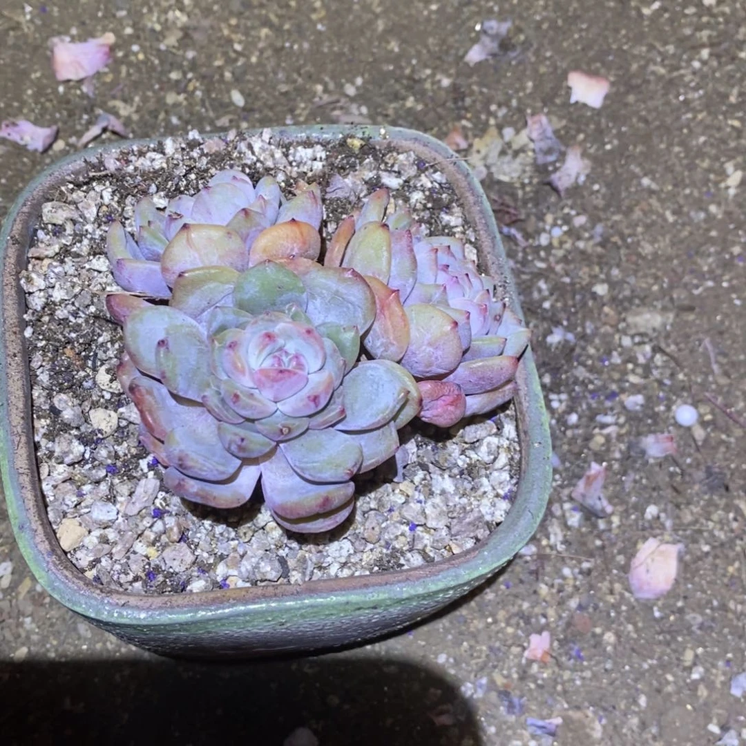 粗砂花盆臭****YF071已配已配