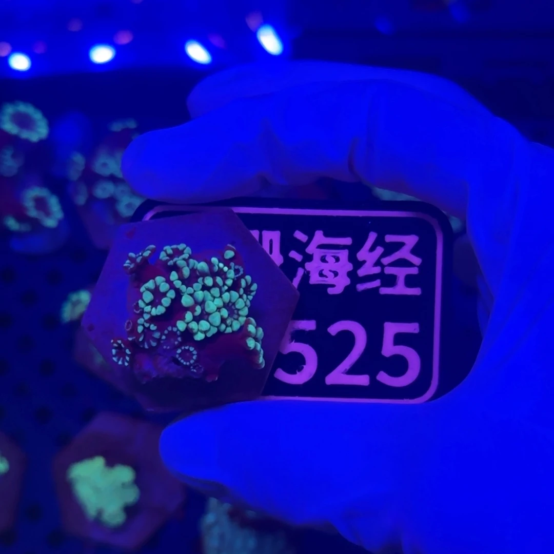 源***来纽扣珊瑚又又不包邮大花茉莉D525