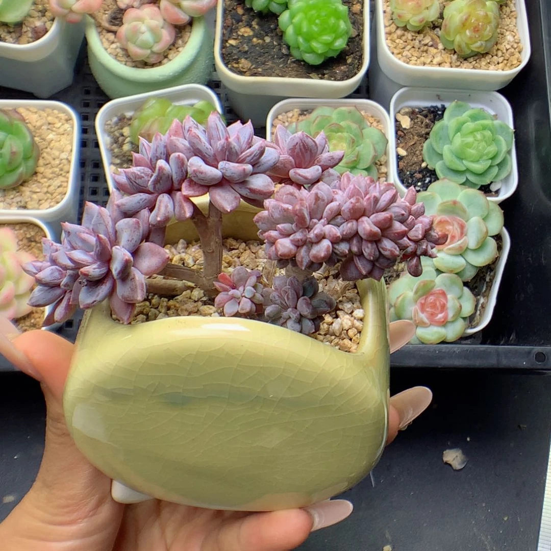 58包邮  群生不包整巧克力93
