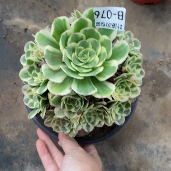 76迈巴赫多肉123446789