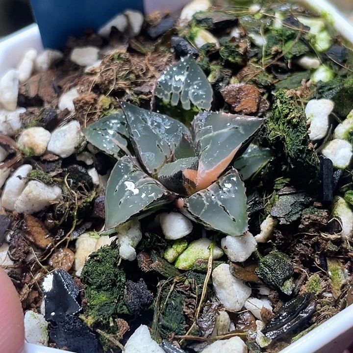 602酒吞锦特选福利