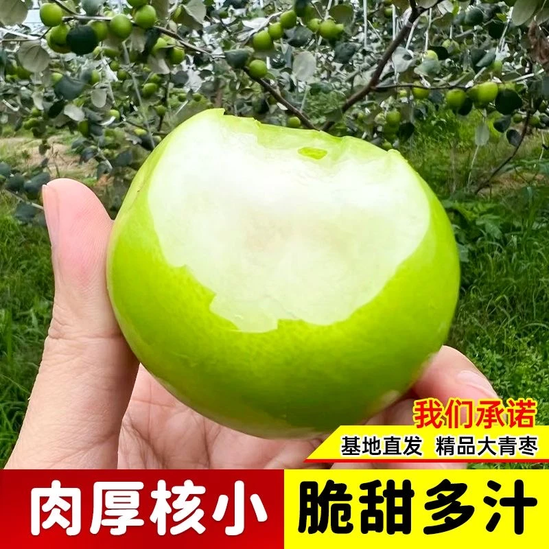 【正宗台湾牛奶枣】大青枣苗牛奶青枣大果脆甜苹果枣树苗南北方栽种