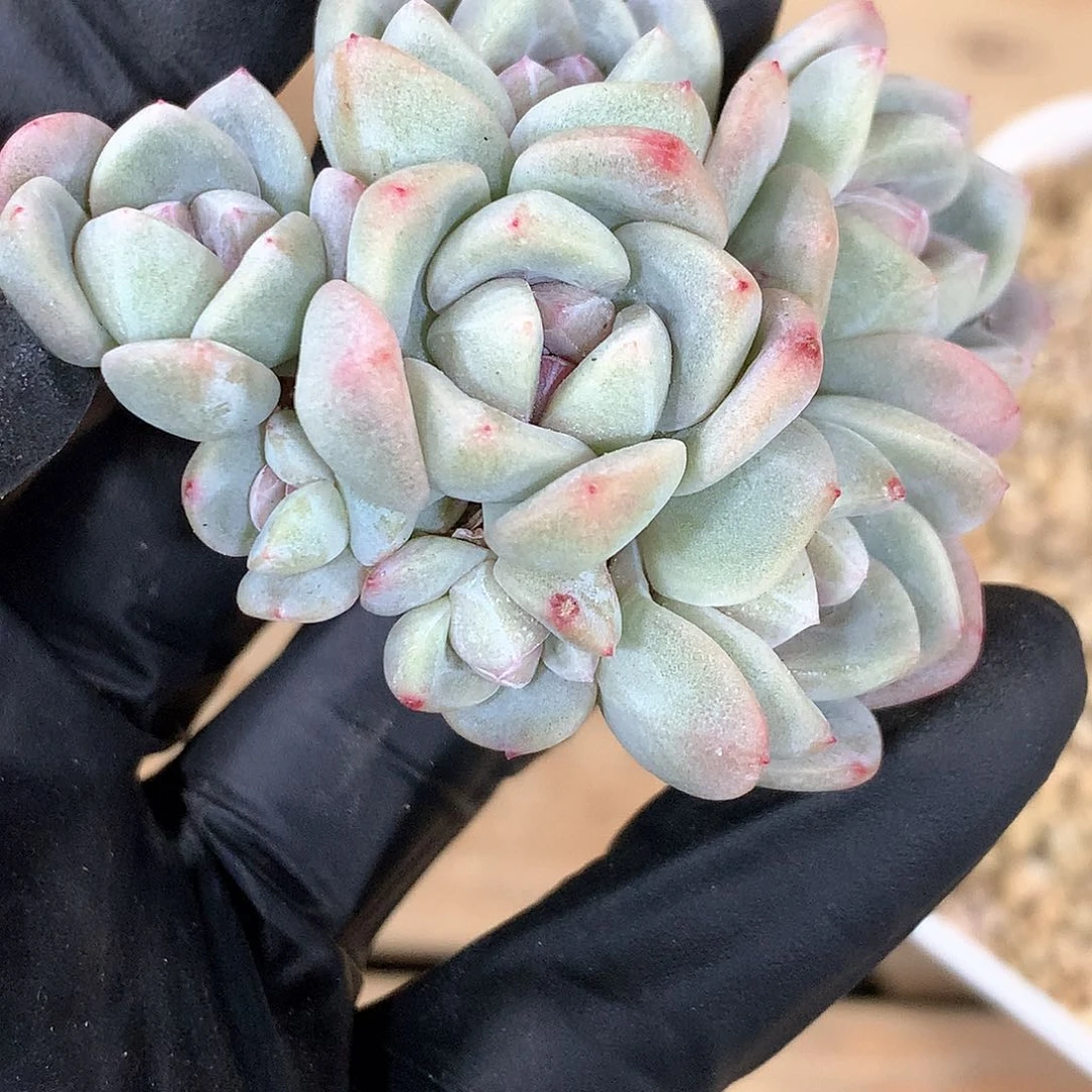 小紫比冰玉冰玉冰玉冰玉