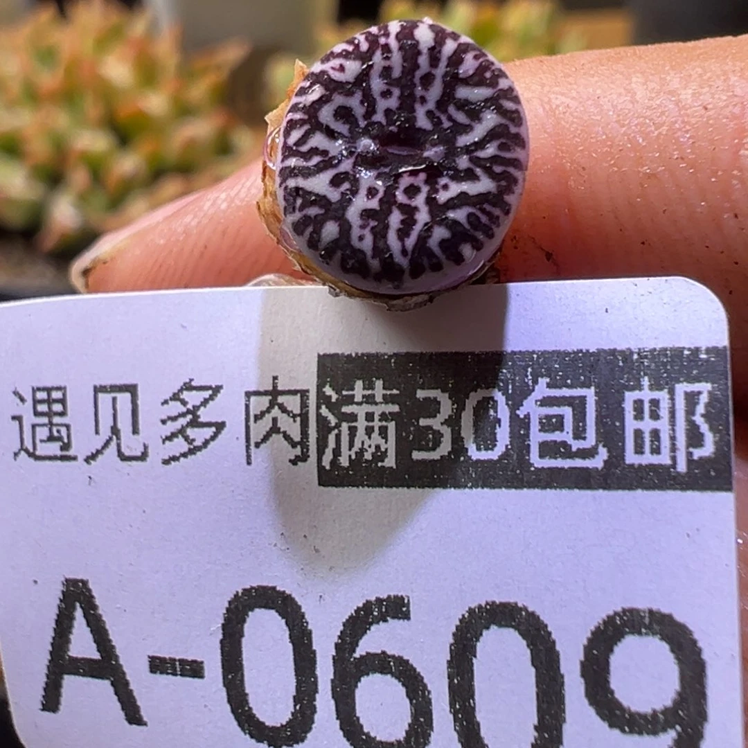 多肉植物111111111111111