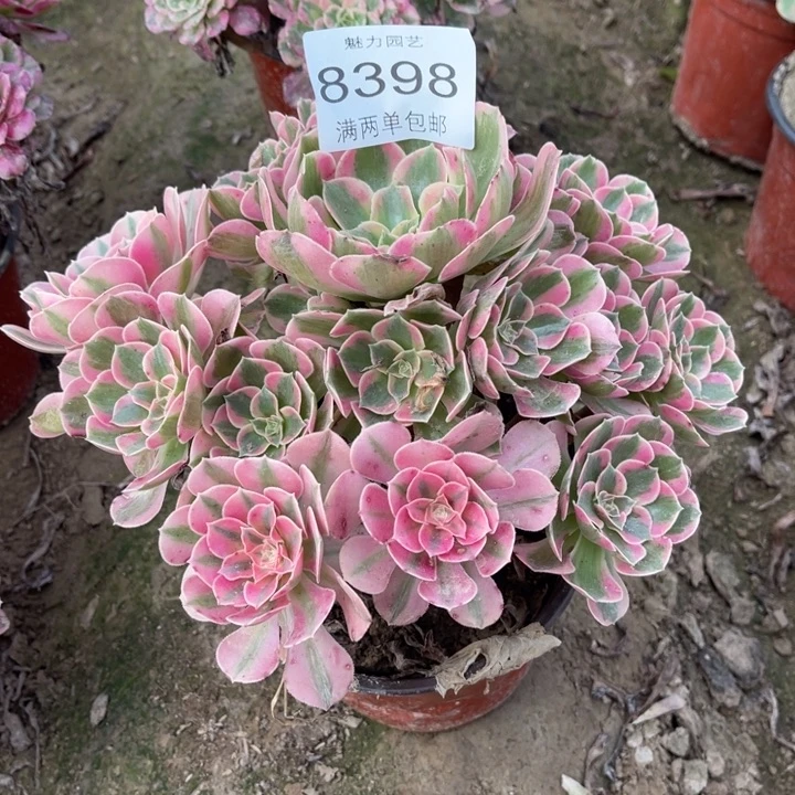 8398女郎的人多大的