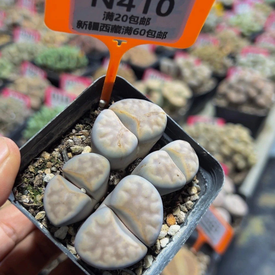 410 一物一拍，默认有伤，介意勿拍，不退不换